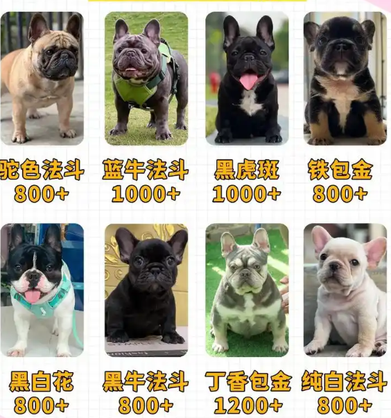 天津斗牛犬市场价格指南及选购建议  