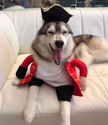 穿制服的哈士奇：当萌犬遇上职业装  