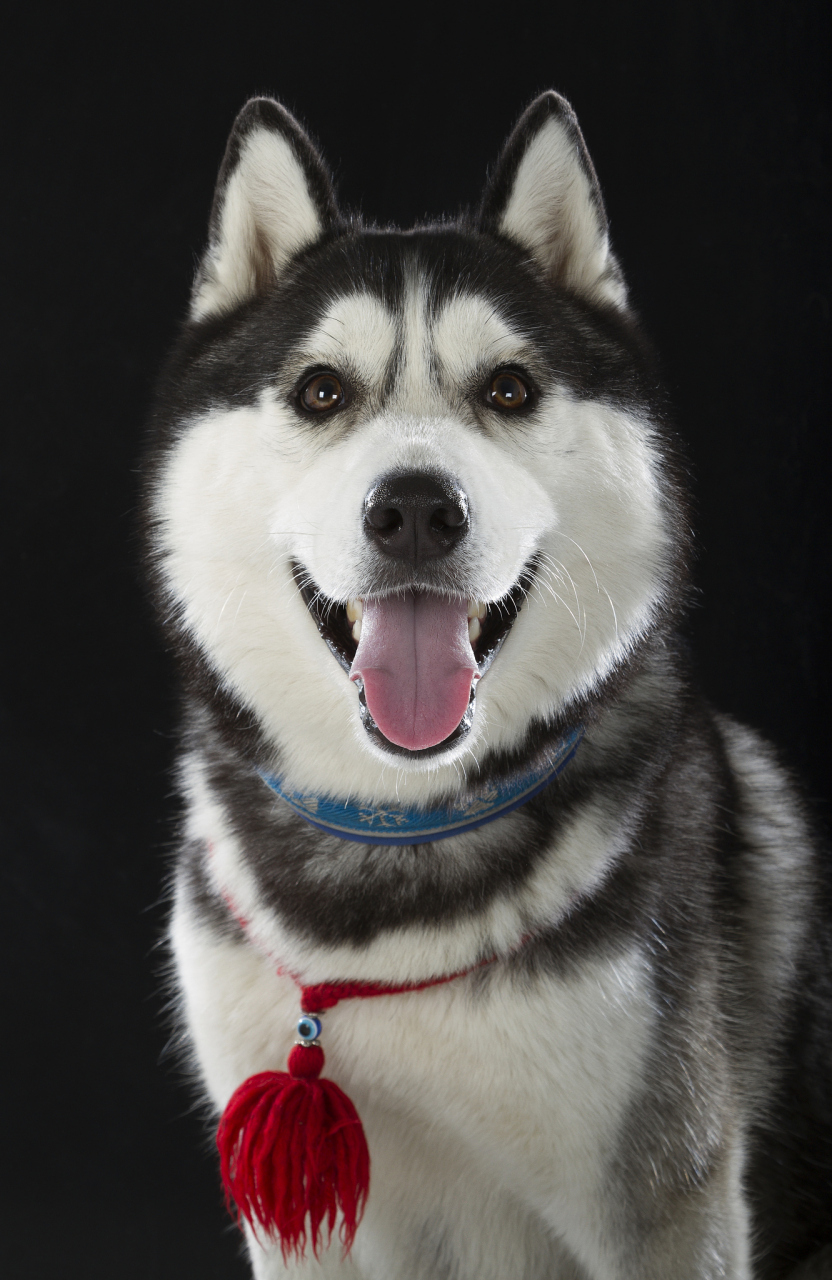 大连哪里可以买到纯种哈士奇？推荐这几家靠谱犬舍  