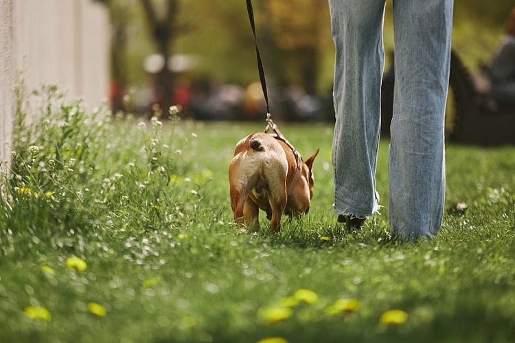 抖音女子牵斗牛犬散步引热议：萌宠与主人的温馨日常  