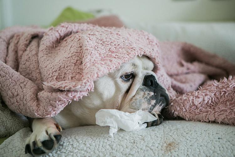 斗牛犬感冒发烧应对指南 