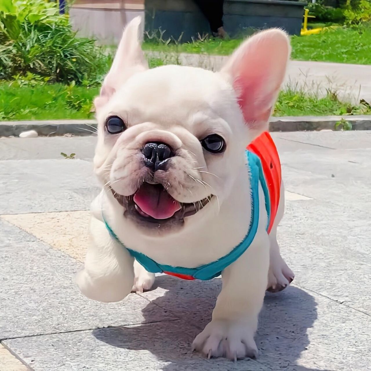 斗牛犬呼吸道感染咳嗽防治指南  