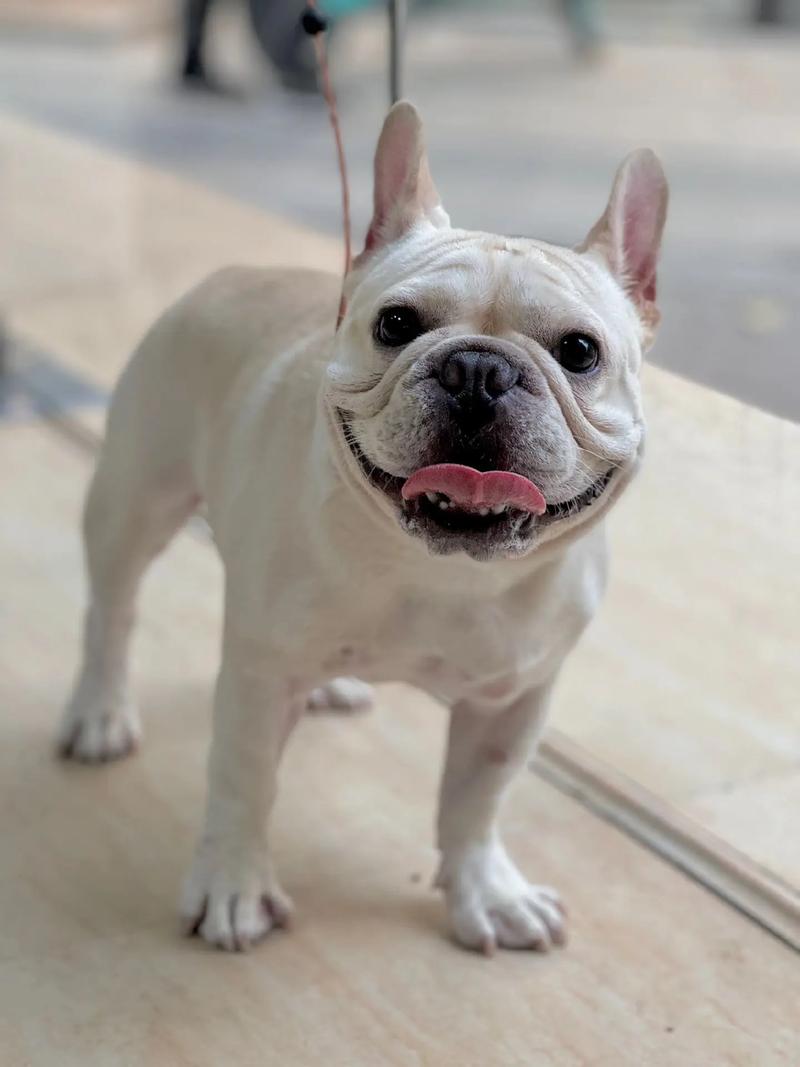 斗牛犬市场价格解析及选购指南  