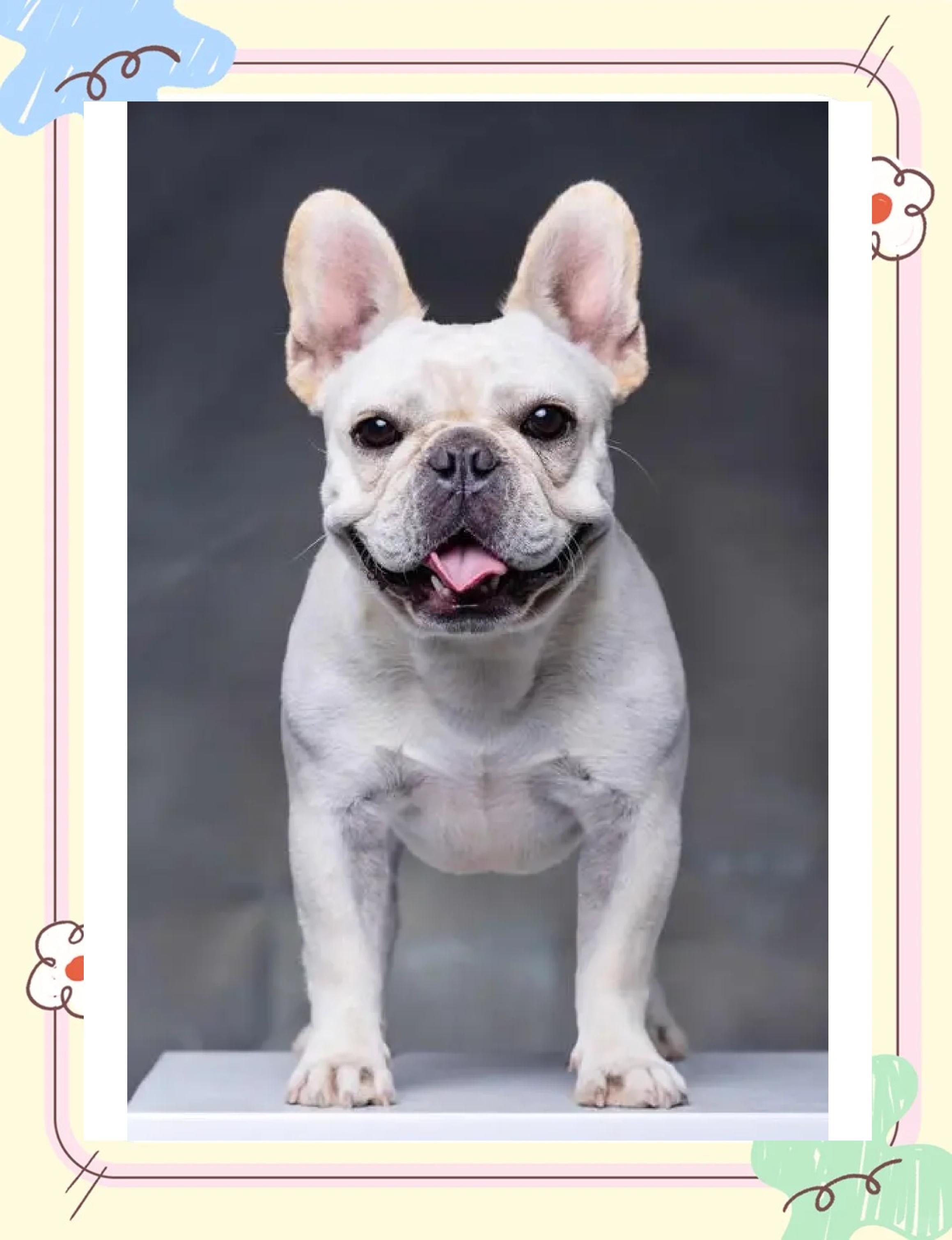 哈尔滨选购斗牛犬指南：品种特点与饲养建议  
