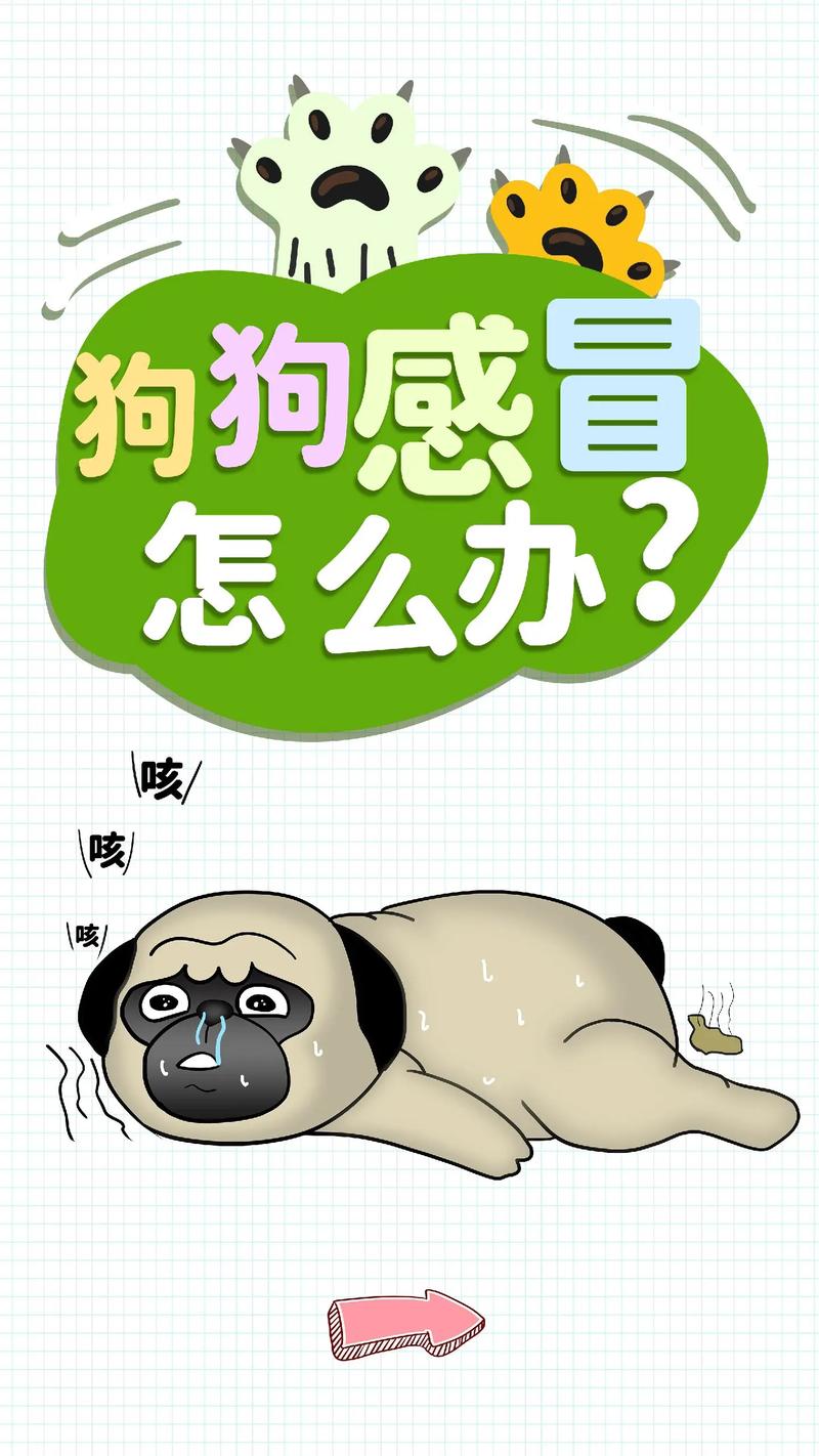 哈士奇感冒能自愈吗？兽医解答关键问题  