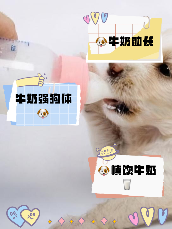 哈士奇感冒期间能否喝牛奶专家解答  