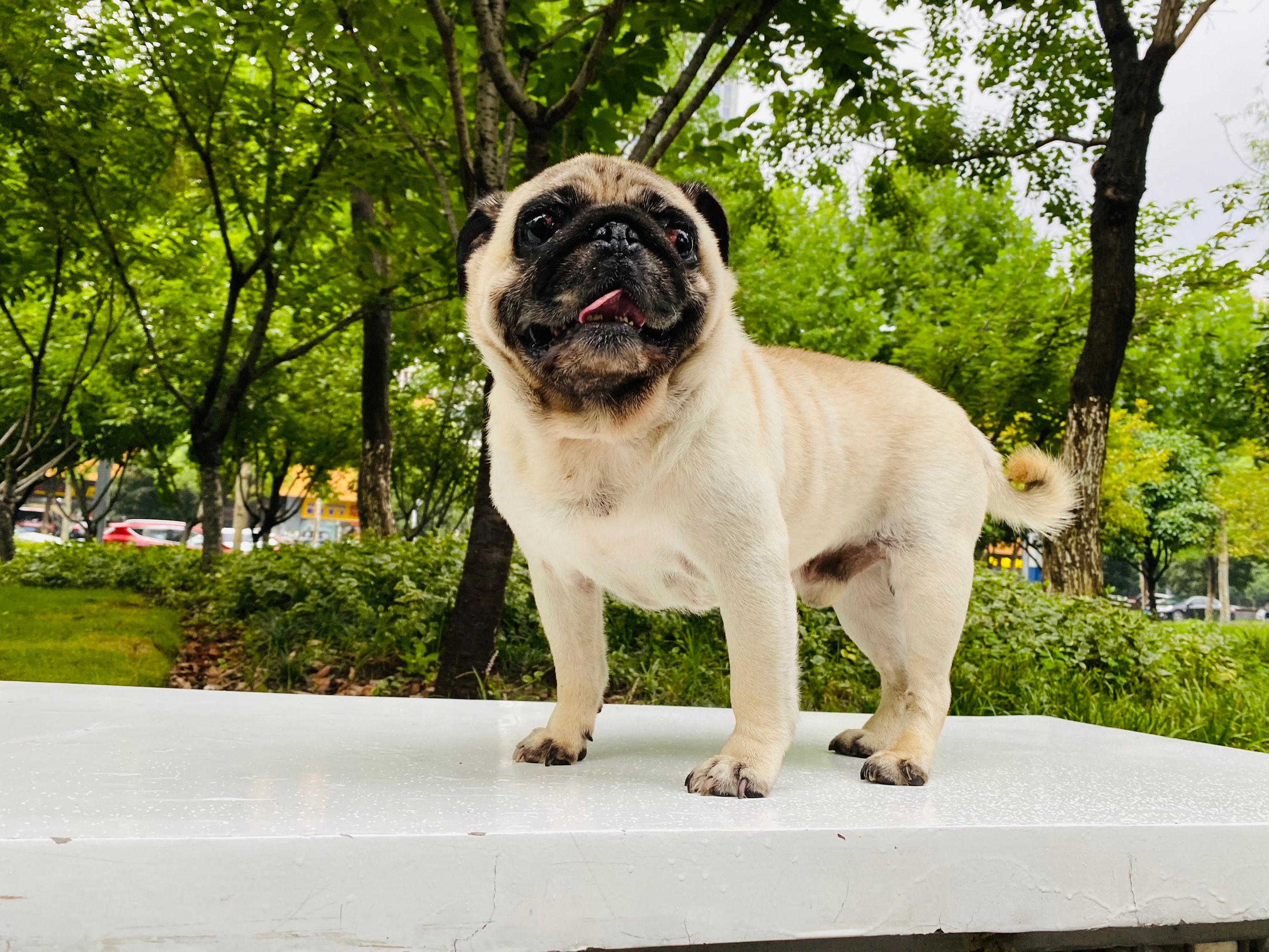 金华地区斗牛犬饲养现状及市场调查  