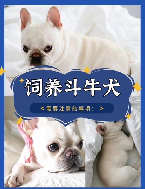 汕头有没有斗牛犬养宠指南与市场现状  