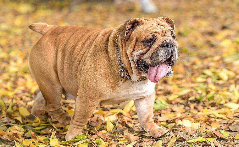 夏日炎炎英国斗牛犬感冒需警惕  
