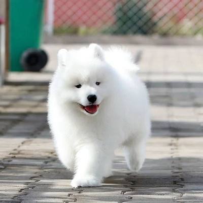 澳版萨摩耶犬：雪球般的颜值与灵动魅力  