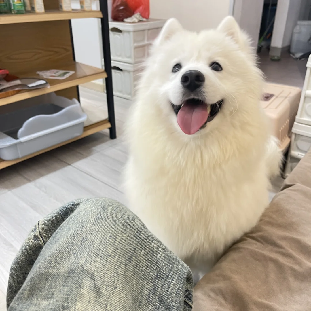 白博美混萨摩耶的萌宠魅力与饲养指南  