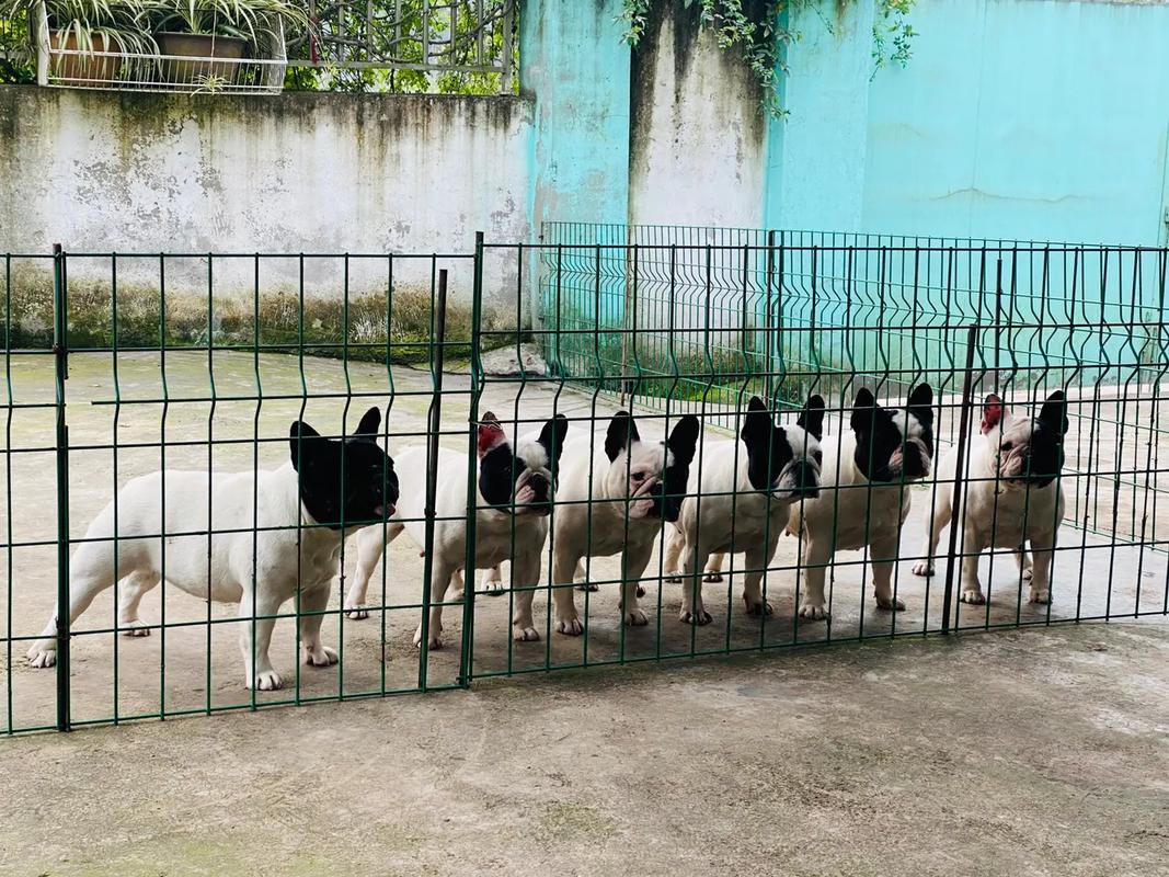 北京专业斗牛犬舍：品质培育与爱心守护的完美结合  
