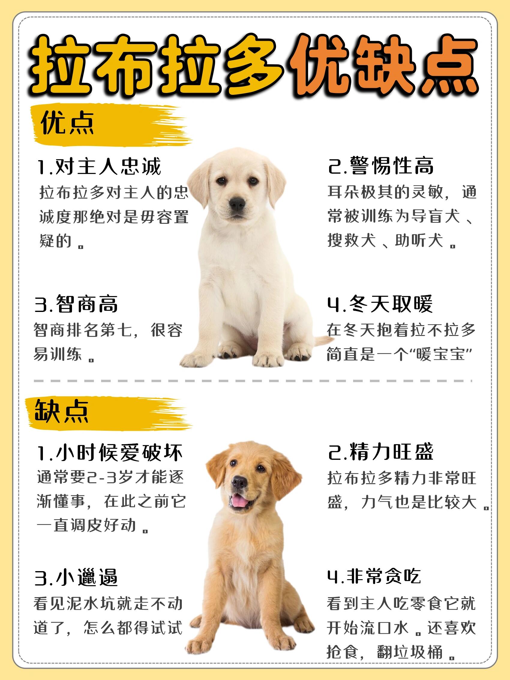 佛山拉布拉多饲养指南与日常护理心得  