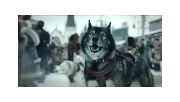 雪橇犬多哥：极地使命中的忠诚与勇气