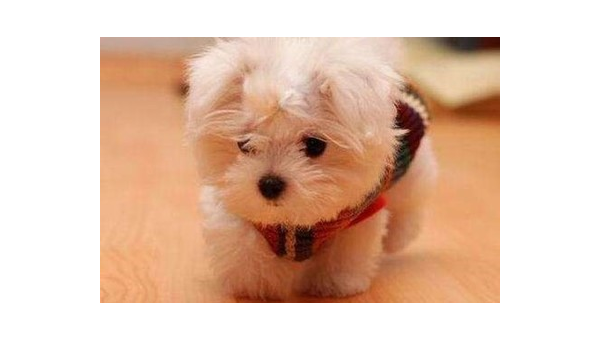 青岛柯基犬价格指南：幼犬售价与选购建议