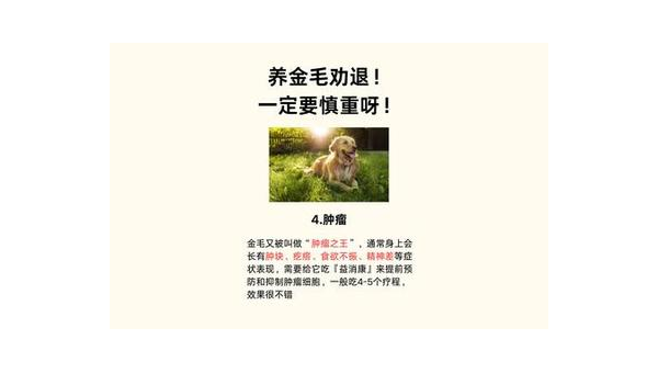 十大理由劝退养金毛犬