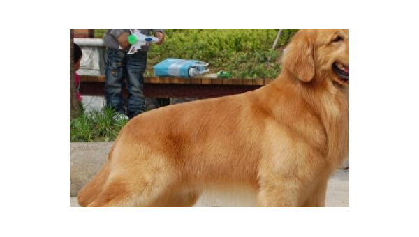 如何辨别金毛犬纯度?掌握这几点