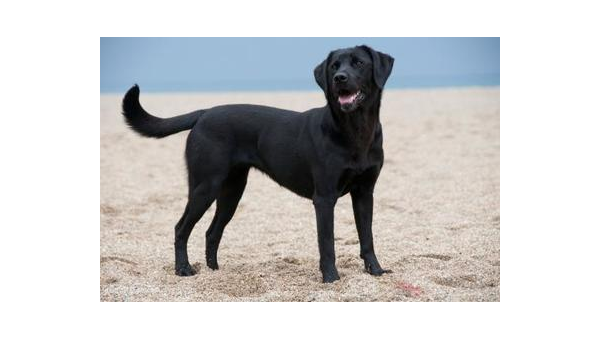 导盲犬金毛:忠诚伙伴照亮黑暗之路