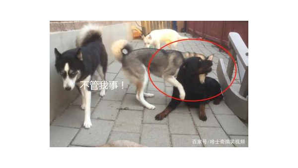 拉布拉多与金毛战力对比分析