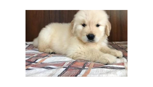 挑选金毛幼犬全攻略指南