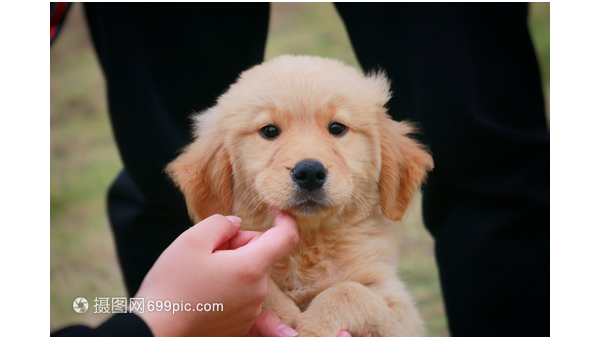 萌宠金毛幼犬温馨照片集锦