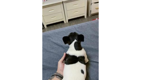 斗牛犬怒目对峙铲屎官慌问这是要揍我吗  