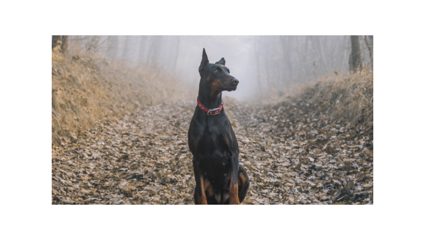 杜宾犬:忠诚护卫与优雅伴侣的完美结合
