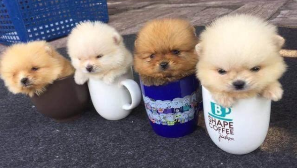 杯子狗的可爱世界：迷你萌宠的饲养指南