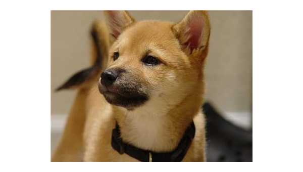 柴犬与秋田犬的五大核心区别解析