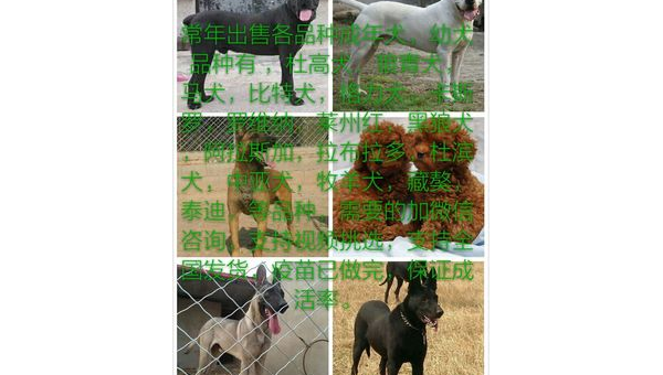 格力犬市场价格解析及选购指南