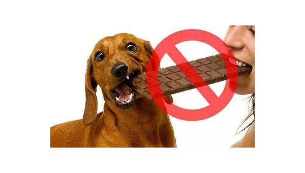 狗狗误食巧克力危险大主人需警惕