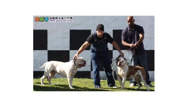 美国斗牛犬：忠诚护卫与家庭伙伴的完美结合