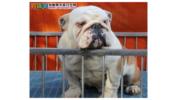 温州斗牛犬市场价格分析与购买指南  