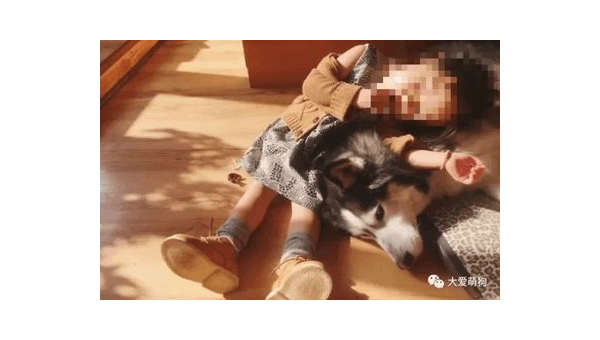 一岁哈士奇误吞丝袜紧急送医记