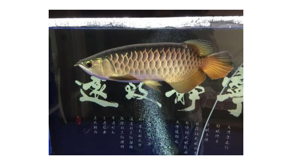 高背金龙鱼饲养指南与品种鉴赏