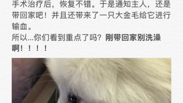 两个月大萨摩耶呕吐感冒应对指南