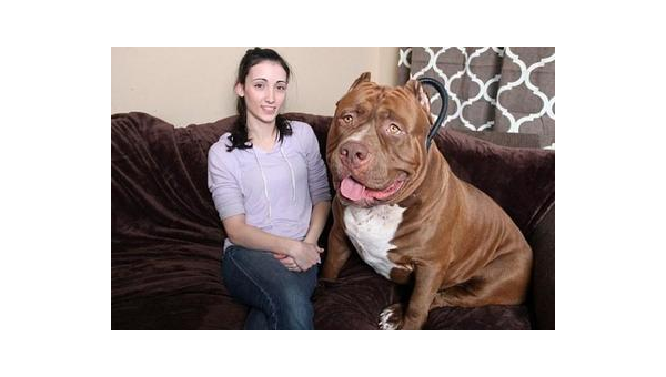 中国最大斗牛犬视频播放量破亿引热议