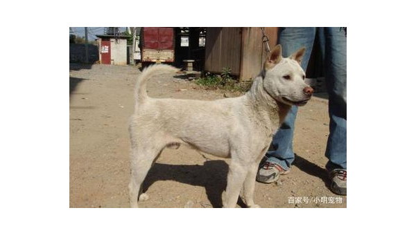 中华田园犬与昆明犬：本土犬种的特性与价值对比