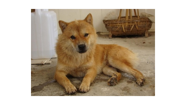 中华田园犬图鉴：28张土狗品种图片大全