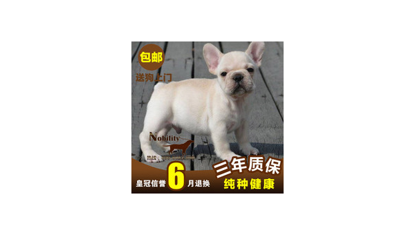 中山法国斗牛犬市场价格及选购指南