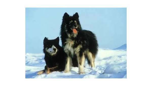 八只雪橇犬完整版免费观看指南与故事解析
