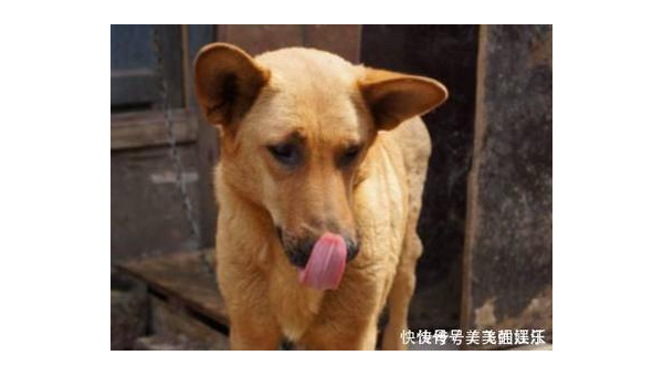 农村养土狗与宠物狗优劣对比及选择建议