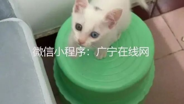 北京优质土狗出售健康活泼欢迎选购