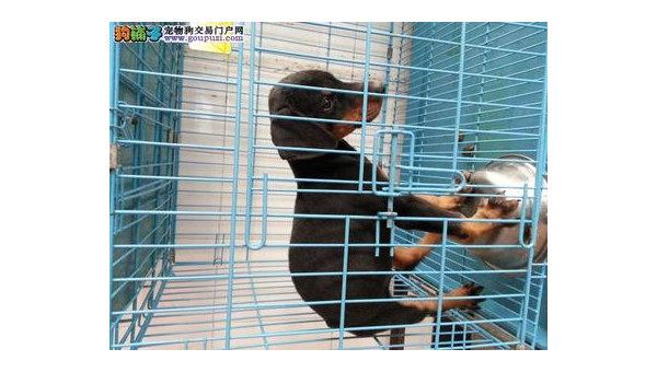 北京杜宾犬绑耳指南：步骤与注意事项详解