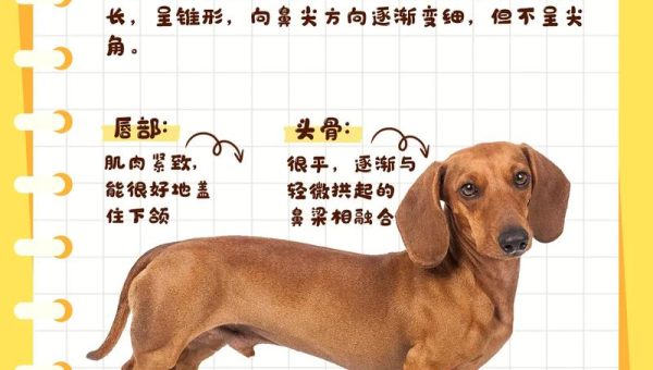 南京腊肠犬：短腿长身的萌宠魅力
