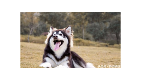 土狗与宠物犬：忠诚伙伴的不同魅力