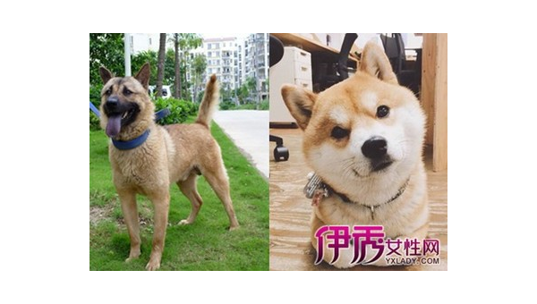 土狗与宠物狗辨识指南：七招教你轻松区分