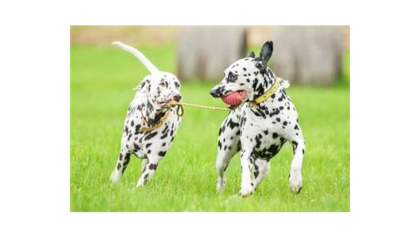 天津市区能否饲养拉布拉多犬全指南