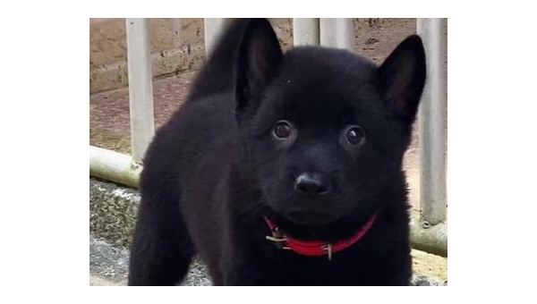 土狗的爱称：中华田园犬的温馨昵称