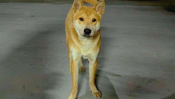 土狗知乎：中华田园犬的智慧与魅力